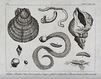 Gastropod molluscs, including oysters, leeches, scolopendrids and whelks. Etching.