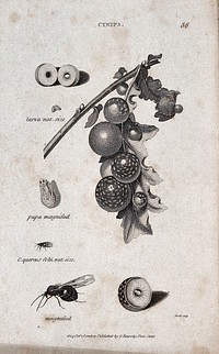 The larva and pupa of a gall fly next to a gall fly in natural size and magnified, a cross-section of an infested fruit and a branch of a fruit tree with infested fruit. Engraving by Heath.