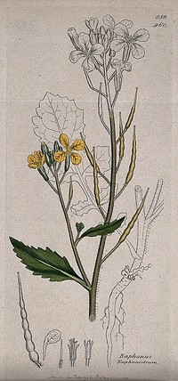 Wild radish (Raphanus raphanistrum): flowering stem, root and floral segments. Coloured engraving after J. Sowerby, 1801.