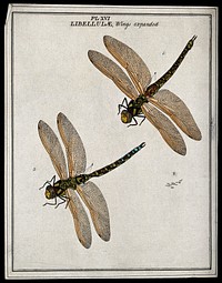 Two dragonflies (Libellulæ species): adults and eggs. Coloured etching by M. Harris, ca. 1766.