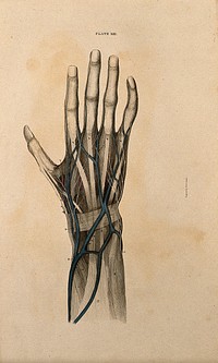 Hand: dissection, with blood vessels and nerves indicated in red and blue. Coloured line engraving by W.H. Lizars, 1822/1826.