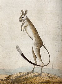 A young marsupial. Coloured etching.