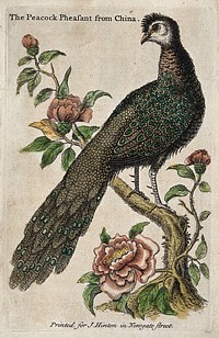 A Chinese peacock pheasant sitting on a flowery shrub. Coloured etching.