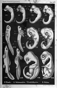 Anthropogenie, oder, Entwickelungsgeschichte des Menschen ... Keimes- und Stammes-geschichte ... / [Ernst Haeckel].