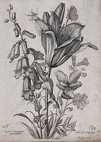 A foxglove (Digitalis purpurea) and orange lily (Lilium bulbiferum): flowering stems with butterfly and other insect. Etching by N. Robert, c. 1660, after himself.