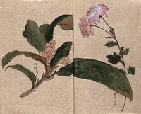 Two flowering plants, possibly a chrysanthemum and loquat (Eriobotrya japonica). Watercolour.