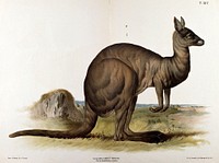 A kangaroo, seen in profile. Chromolithograph by F. Gerasch after A. Gerasch, 1860/1880.