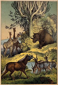 A rhinoceros, three giraffes, three antelopes and a wildebeest approaching a waterhole in a jungle. Colour lithograph.