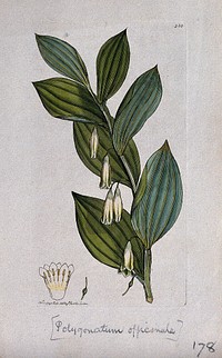 Angular Solomon's-seal (Polygonatum odoratum): flowering stem and floral segments. Coloured engraving after J. Sowerby, 1795.
