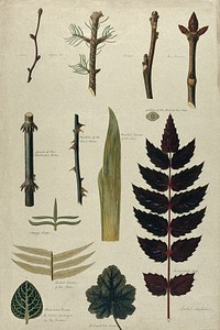 Various leaf forms, leaf venation, bud arrangements and woody stems. Watercolour by I. Sawkins.