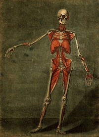 The muscles of the human body, fourth layer, seen from the front. Colour mezzotint by A. E. Gautier d'Agoty after himself, 1773.
