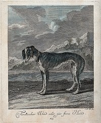A greyhound standing by the sea with exotic vegetation in the background. Coloured etching by J. E. Ridinger.