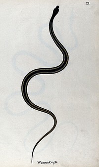 A snake, dark brown in colour, with black cross-bands and two yellow lines running along the length of the back. Watercolour, ca. 1795.