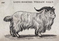 A long-horned whidaw goat. Etching.