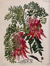 Glory pea (Clianthus puniceus): flowering stem, pod and seed. Coloured etching by S. Watts, c. 1835, after Miss Drake.