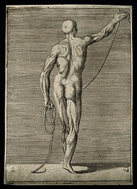 An écorché figure seen from the back, holding a length of rope. Engraving by G. Bonasone, 155-.