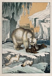 A polar bear is devouring its prey, a seal, on an ice floe in the Arctic sea while three arctic foxes watch eagerly from an adjacent ice floe. Colour lithograph.