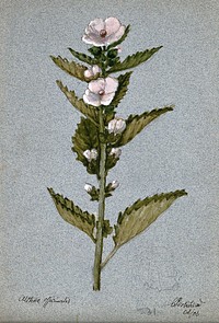 Marsh mallow plant (Althaea officinalis): flowering stem. Watercolour, 1906.