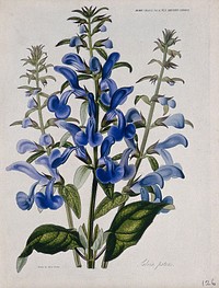 A plant (Salvia patens): flowering stems. Coloured etching, c. 1842, after Miss Drake.