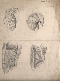 Muscles of the trunk: four figures, including the ribcage and shoulder. Pencil drawing by A. Mongrédien, ca. 1880.