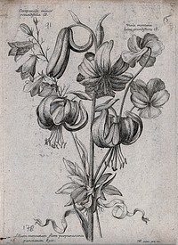 A Turk's-cap lily (Lilium martagon), a harebell (Campanula rotundifolia) and a pansy (Viola species): flowering stems. Etching by N. Robert, c. 1660, after himself.