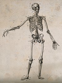 Human skeleton with left arm extended: front view. Engraving, ca. 1800.