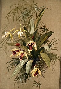 A species of orchid: flowering plant with traces of surrounding vegetation. Chromolithograph by E.Vouga, c.1883, after herself.