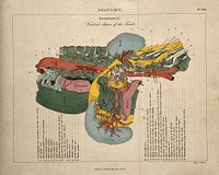Torso: cross-section indicating the nerves, organs, arteries and bones, in various colours. Coloured line engraving by H. Mutlow, 1808.