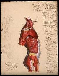 Dissection of the trunk: side view, showing the bones and muscles, with small pencil sketches of a nude in various poses. Ink and watercolour with laminated flaps, 18--.