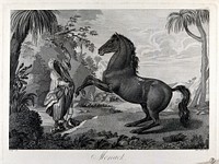 An unbridled horse rears as a dark-skinned man in exotic costume tries to subdue it, in an exotic landscape. Etching by M. Haas after A. Wolff, ca. 1850 .