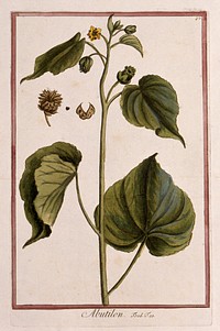 A mallow plant (Abutilon sp.): flowering and fruiting plant with separate fruit and seed. Coloured etching by M. Bouchard, 1772.