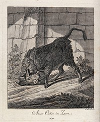 A raging aurochs turning up ground with its horns in an enclosure. Etching by J. E. Ridinger.