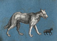 A wolf and a lamb. Cut-out engravings pasted onto paper, 16--.