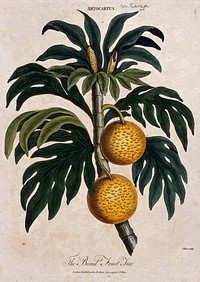 Breadfruit (Artocarpus altilis): fruiting branch. Coloured etching by J. Pass, c. 1796, after J. Ihle.