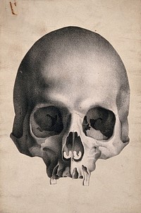 Human skull: frontal view. Lithograph, c. 1835.