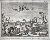 A variety of serpents and monstrous animals alleged to inhabit the Swiss Alps. Etching.