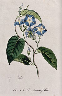 A type of bindweed (Convolvulus pannifolius): flowering stem and floral segments. Coloured lithograph.