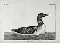 A great northern diver or common loon. Etching.