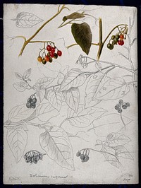 Black nightshade (Solanum nigrum): leaves and fruits. Pen drawing, partially coloured.