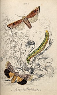 A butterfly, a moth and a caterpillar in a meadow. Coloured etching by W. H. Lizars.