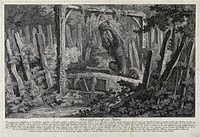 A honey-trap for a bear in the forest. Etching by J.E. Ridinger.