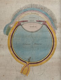 The human eye: a cross-section. Coloured line engraving by G. Kirtland after R. Hooper, 1803.