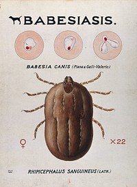 Life-cycle stages of the parasite Babesia canis and its vector, the kennel tick (Rhicephalus sanguineus). Coloured drawing by A.J.E. Terzi.