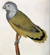 A grey-head parakeet. Coloured etching.
