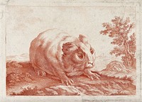 A guinea pig in its natural environment. Etching after J.B. Oudry.