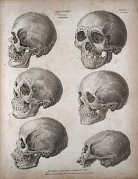 Human skulls: six examples, showing skulls of different racial types. Engraving by T. Milton, 1807.