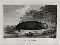 A sea otter on a shore; encountered by Captain Cook on his third voyage (1777-1780). Engraving by P. Mazell, 1784, after J. Webber.
