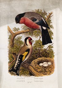 A bullfinch (Pyrrhula vulgaris) and goldfinch (Carduelis elegans) by a nest of eggs. Colour lithograph, ca. 1875.