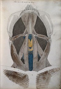 Muscles of the neck: front view from below. Coloured drawing, 18--.