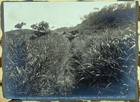 Hand-cleared ditch in a grassy field; Panama Canal construction work. Photograph, 1910.